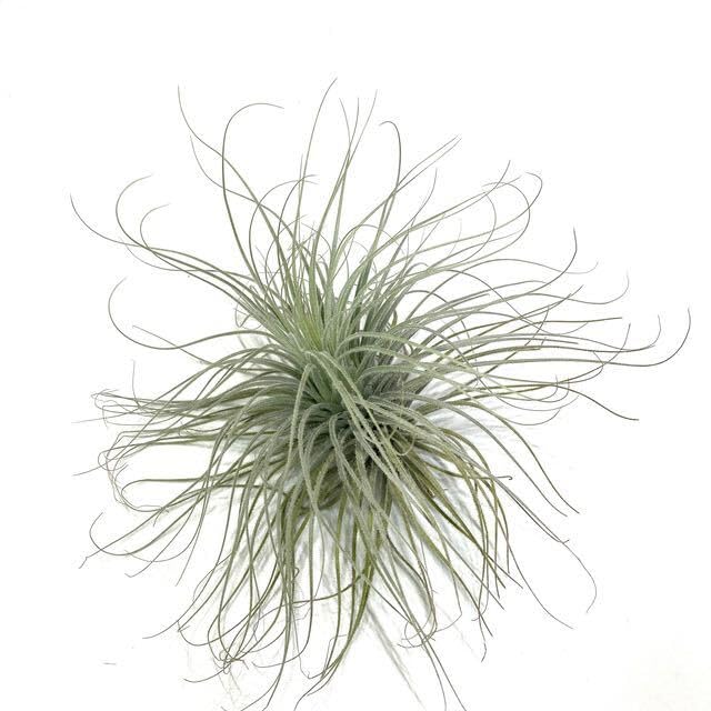 Amazon.co.jp: (現品) チランジア テクトラム (No.21983